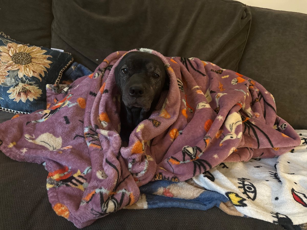 wormiebjohnson's tweet image. Yes is me.,,.,,. the Blanket Miser. Im definitelee need all ofv thees