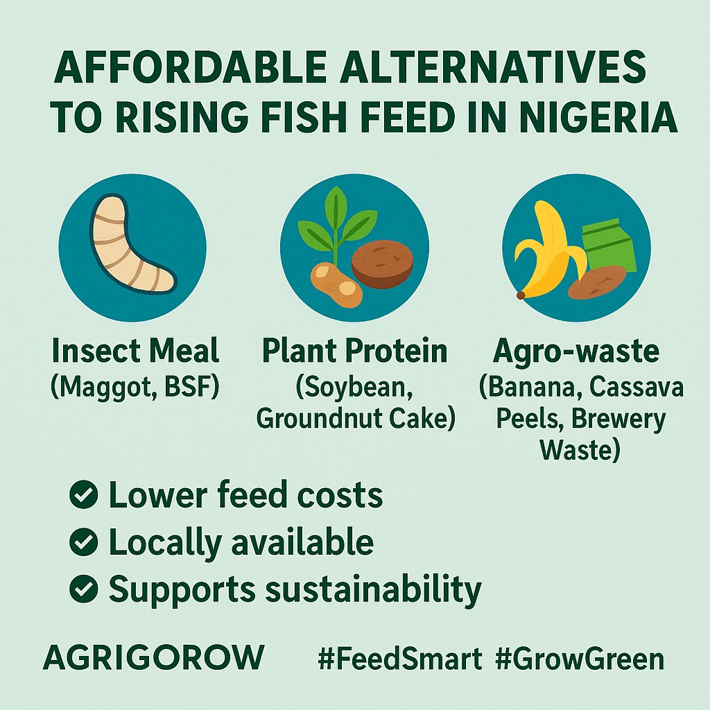 Fish feed is getting expensive, but alternatives exist.
Farmers can cut costs using maggot meal, plant protein, and agro-waste — all locally sourced and sustainable.
Let’s feed smarter, grow bigger, and keep Nigeria’s aquaculture thriving

#FishFarming #SustainableAgriculture