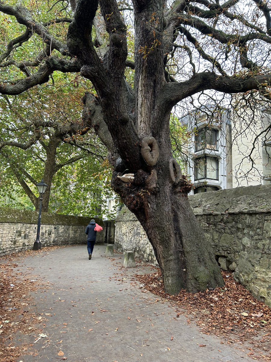 Old tree, Oxford
