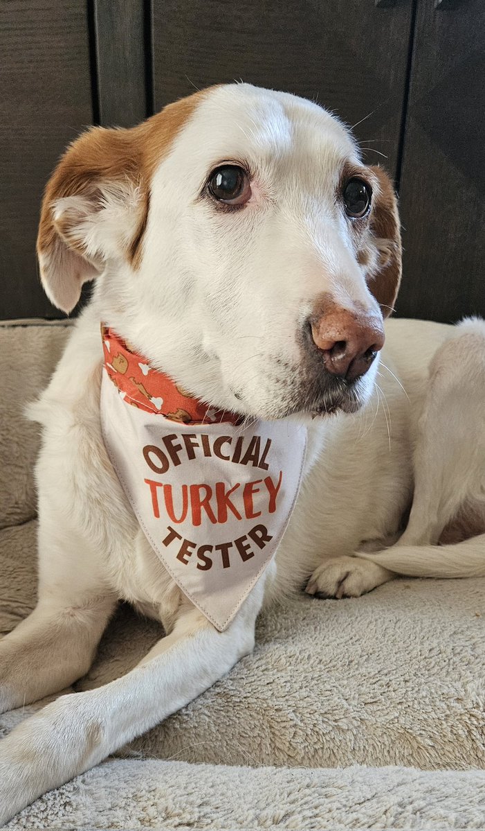 I'm ready for tonight, frens 😊🦃
Happy Thanksgiving to everyone in 🇨🇦! 🧡🤎🍂🥧