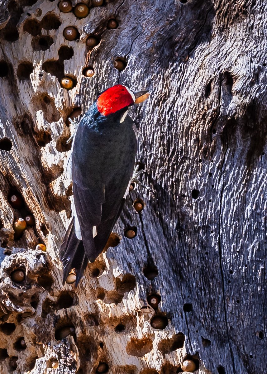 hbvMichael's tweet photo. Acorn Woodpecker #NaturePhotography #wildlifephotography  #birds https://t.co/pnyJqhAYRr