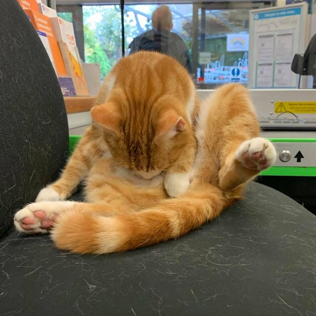 TheStourbridge's tweet image. Apparently it’s considered somewhat inappropriate to remove spilt gravy from one’s fur whilst sitting at the ticket window