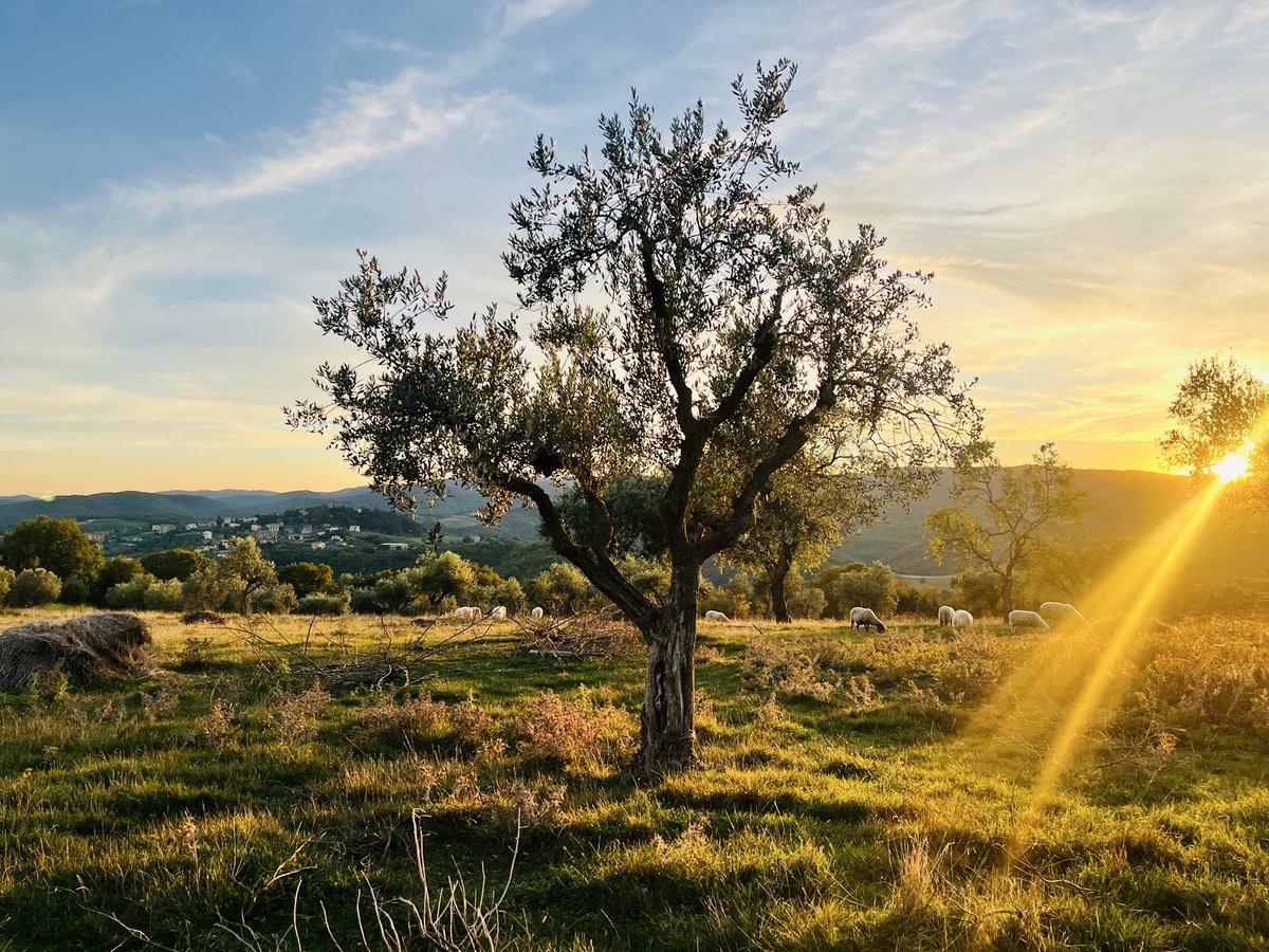 Herfstlicht over Umbrië. Roerloos staan de olijfbomen, loom graast een kudde schapen zich richting de stal — in de verte ratelt een laatste ploeg over stenige akkers. Zondagavond.