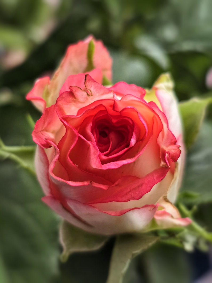 A rose for everyone 🌹
#showheart #flowers #FlowersOnSunday #photography #bloomscrolling