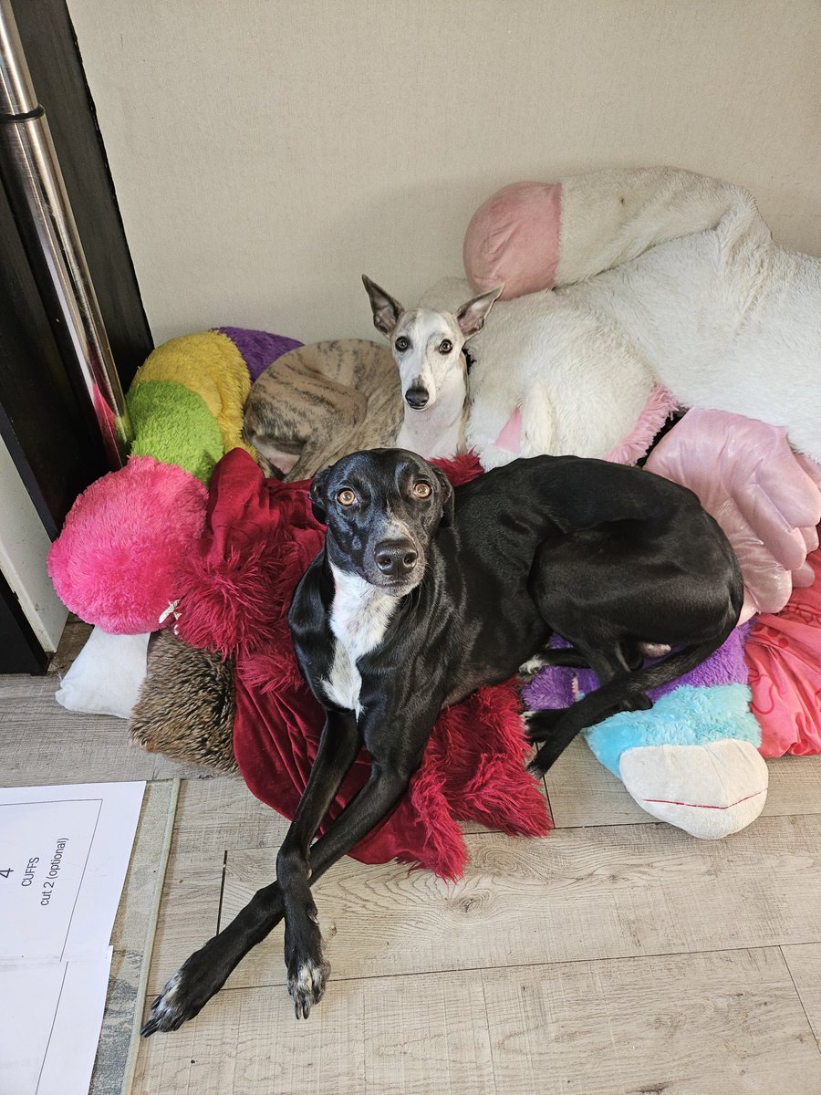 CooperWhippet's tweet image. Mum&apos;s just been crawling round floor putting a giant jigsaw sewing pattern together 🙄🤣💙🐕🐾