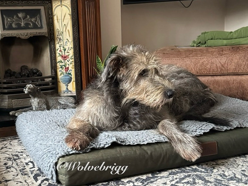 Wolvebrigg Irish Wolfhounds (@wolvebrigg) on Twitter photo Floinn💙
#IrishWolfhound #dogs #DogsofX Floinn💙
#IrishWolfhound #dogs #DogsofX