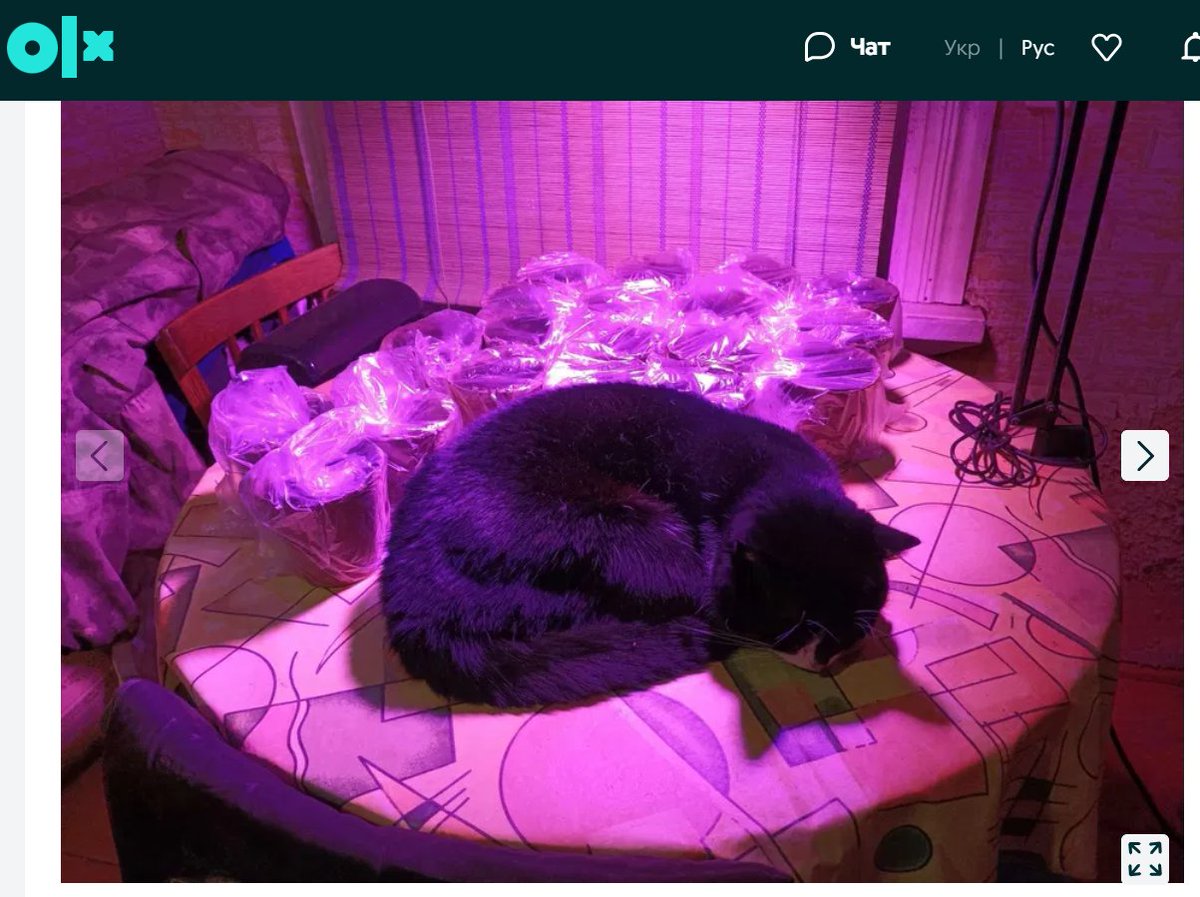 це оголошення про продаж лампи для рослин😭