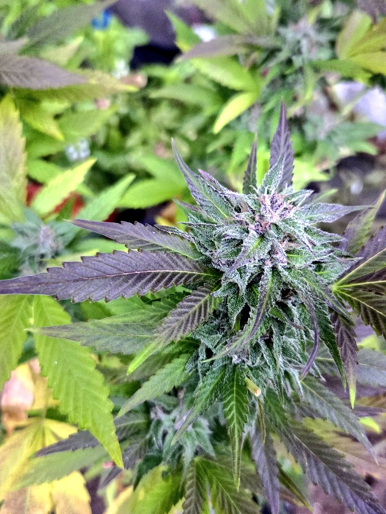 Ich züchte lediglich pfefferminze lasst mi in ruh