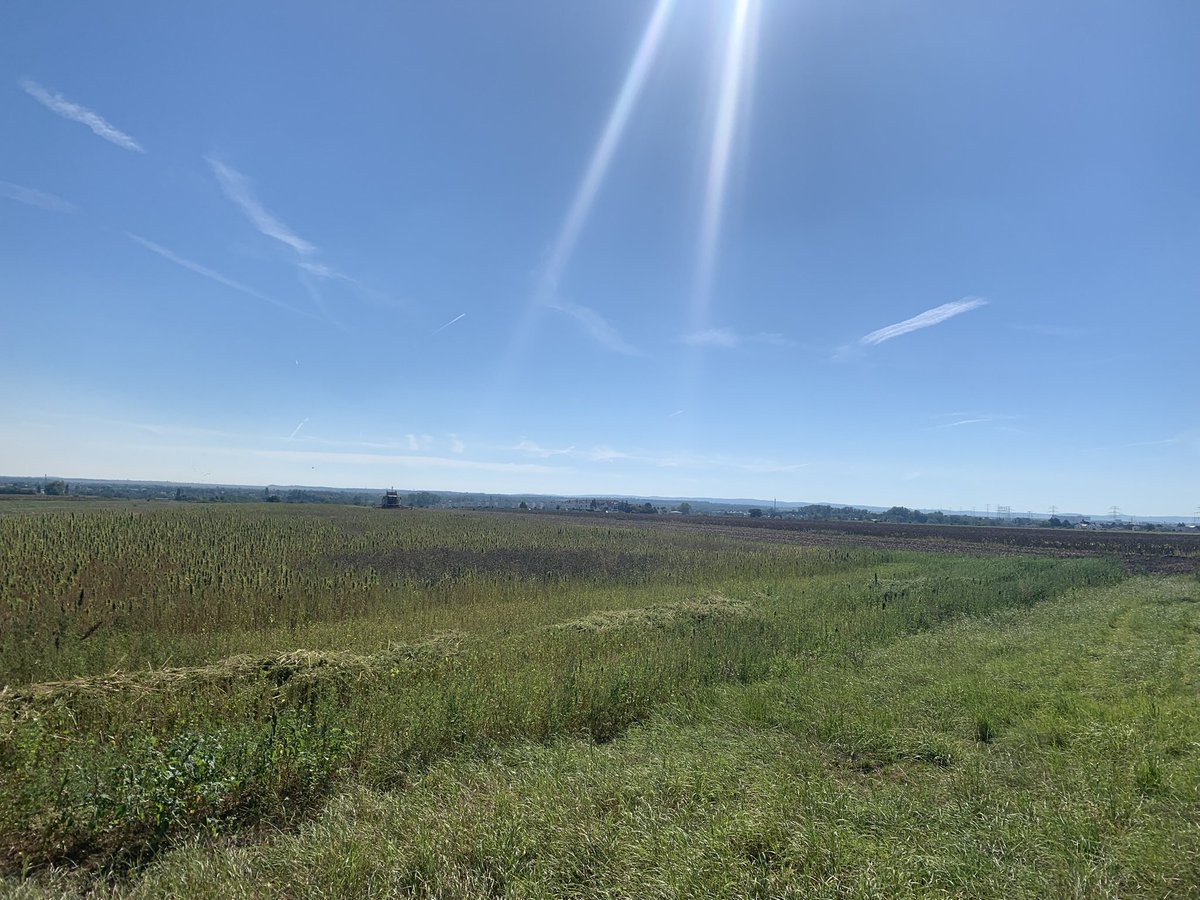 Ernten 2025 Schieferhof in Lanzendorf. Wir haben sie begleitet. #Klimaschutz #Wien #Klimafeld #Hanf #Ernte