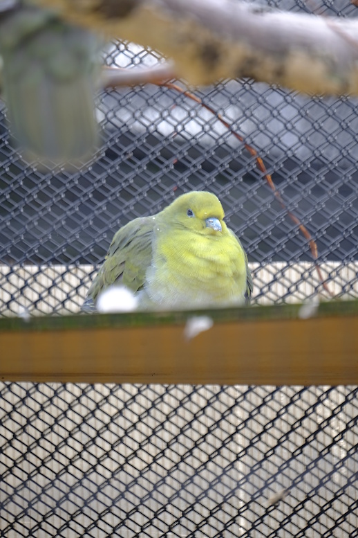 草助 Buy BAPE x Undefeated x adidas ZX 8000 'A-ZX Series - Green