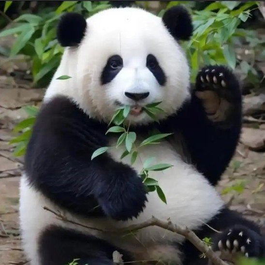 CryptoInsightsX's tweet photo. China's most famous panda 花花. The moodeng of BNBChain?

0x3a87ac774d7db3e2d240aa2e9a029b7092054444 https://t.co/4oGRu92qy5