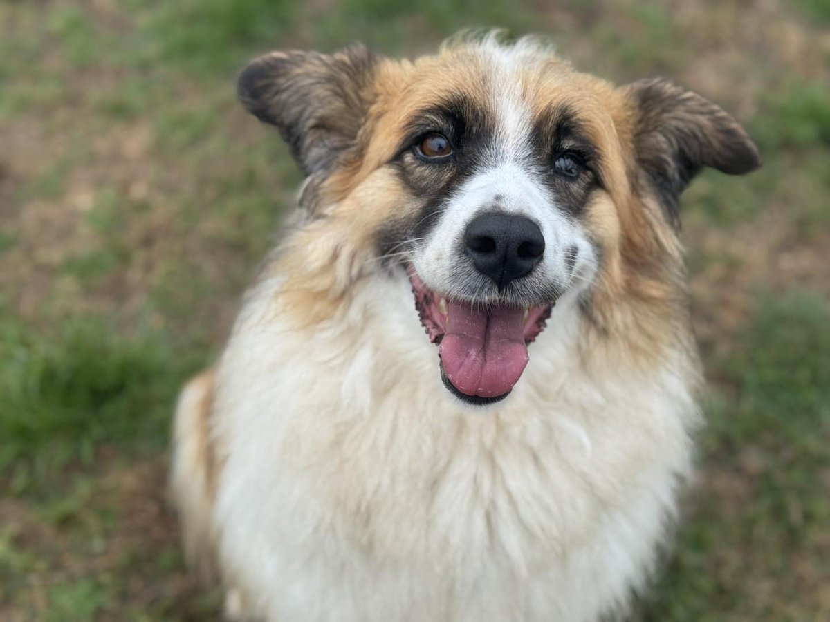 rescuedoggypaws's tweet image. Jessie is going to the vets to have one of her eyes  removed
Once she’s recovered we’d love to give her the best news ever … “that she has a family of her own”  …
1dogatatimerescue.org/registration/
#Lincolnshire #Skegness #mablethorpe #Sleaford #Ollerton #Yorkshire #Hornsea #Flamborough