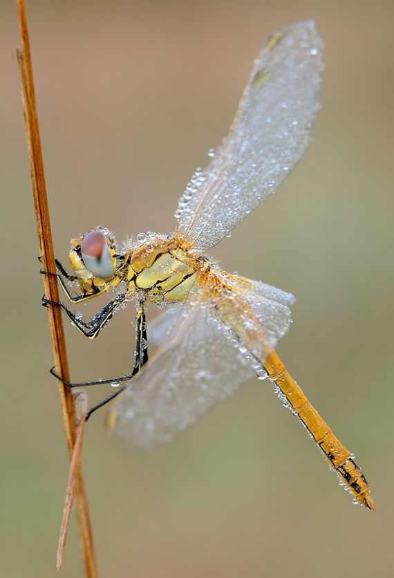 Nature Amazing !
#wild #nature #Animal
