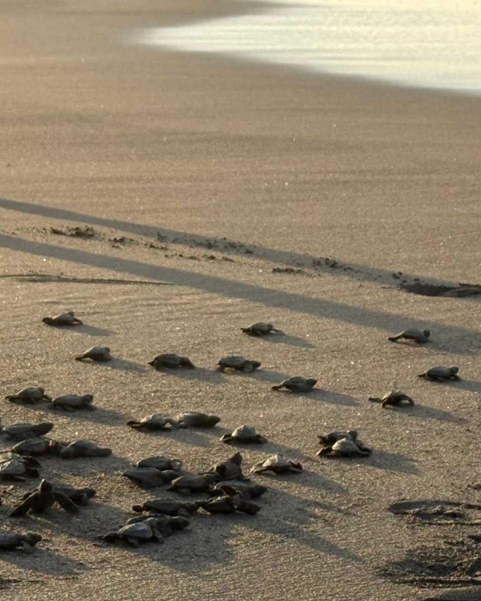 RetenChiriqui's tweet photo. 🐢 En Playa La Barqueta, MiAMBIENTE y UDELAS liberaron 60 neonatos de tortugas marinas 🐣.
El programa de conservación ha protegido más de 247 nidos y liberado 11 mil tortugas.
Una acción por la vida marina 🌊
https://t.co/YthvMCJNW1
#Chiriquí #MiAMBIENTE #UDELAS #PlayaLaBarqueta https://t.co/XKxOfhWQUd