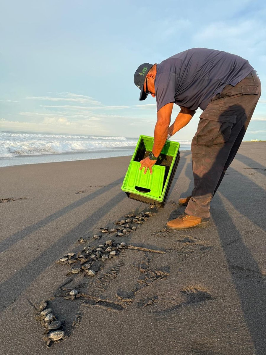RetenChiriqui's tweet photo. 🐢 En Playa La Barqueta, MiAMBIENTE y UDELAS liberaron 60 neonatos de tortugas marinas 🐣.
El programa de conservación ha protegido más de 247 nidos y liberado 11 mil tortugas.
Una acción por la vida marina 🌊
https://t.co/YthvMCJNW1
#Chiriquí #MiAMBIENTE #UDELAS #PlayaLaBarqueta https://t.co/XKxOfhWQUd