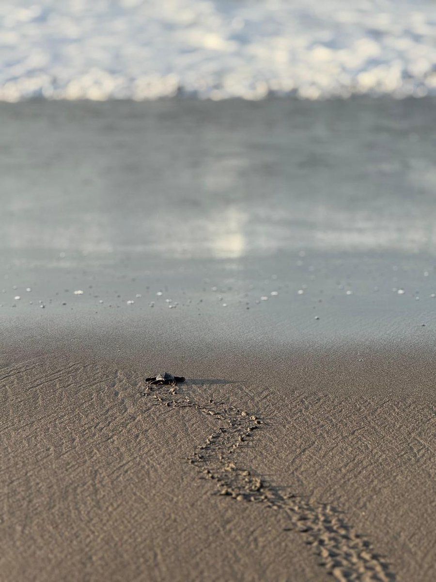 RetenChiriqui's tweet photo. 🐢 En Playa La Barqueta, MiAMBIENTE y UDELAS liberaron 60 neonatos de tortugas marinas 🐣.
El programa de conservación ha protegido más de 247 nidos y liberado 11 mil tortugas.
Una acción por la vida marina 🌊
https://t.co/YthvMCJNW1
#Chiriquí #MiAMBIENTE #UDELAS #PlayaLaBarqueta https://t.co/XKxOfhWQUd