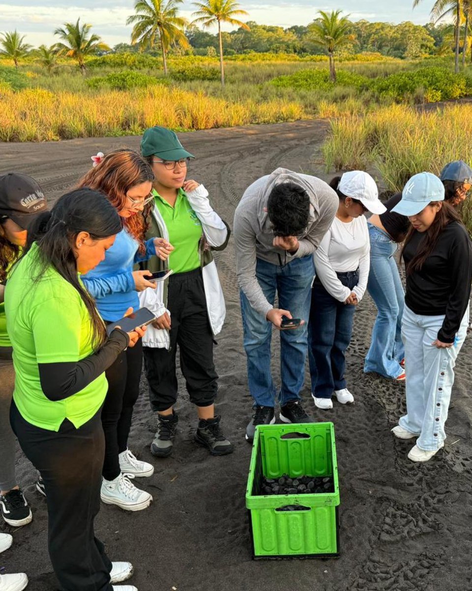 RetenChiriqui's tweet photo. 🐢 En Playa La Barqueta, MiAMBIENTE y UDELAS liberaron 60 neonatos de tortugas marinas 🐣.
El programa de conservación ha protegido más de 247 nidos y liberado 11 mil tortugas.
Una acción por la vida marina 🌊
https://t.co/YthvMCJNW1
#Chiriquí #MiAMBIENTE #UDELAS #PlayaLaBarqueta https://t.co/XKxOfhWQUd