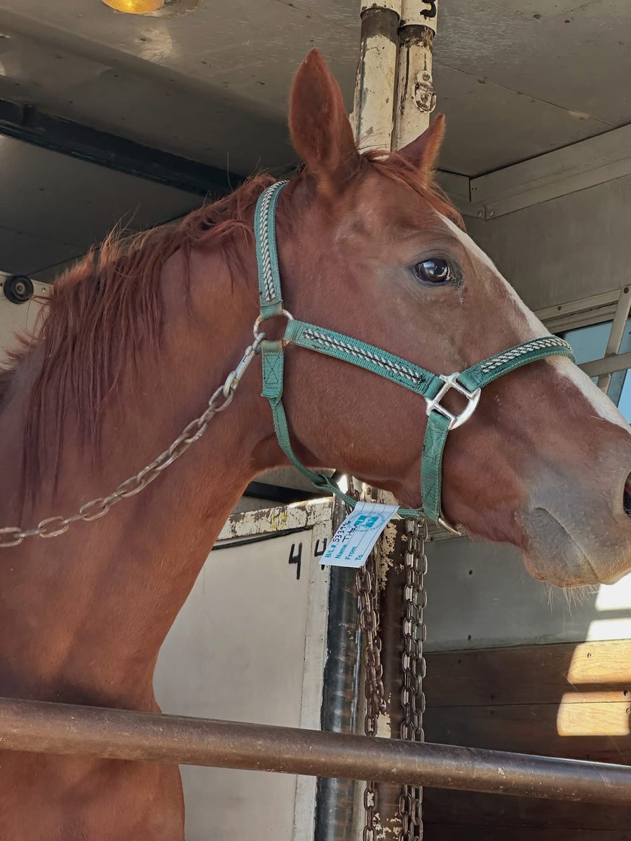 Wildatharthorse's tweet image. Our handsome boy Titan found his forever home!! 💙 He went to Oregon to live w/his wonderful new mom Reta who couldn’t be more excited to welcome him home! 🤗
We’re over the moon for this perfect match &amp;amp; so happy that Titan will be loved &amp;amp; spoiled just like he deserves! 🥳🌟🐴🤩