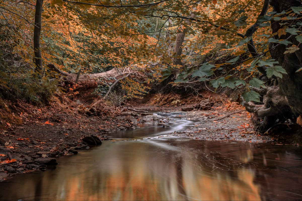 Ben46291729's tweet photo. Wepre Park, Connah’s Quay #woodland #photooftheday #picoftheday #flintshire #photoartistry #painterlyphotos #sonyalpha #tamron #capturesthemoments https://t.co/3rPVfP94Qb