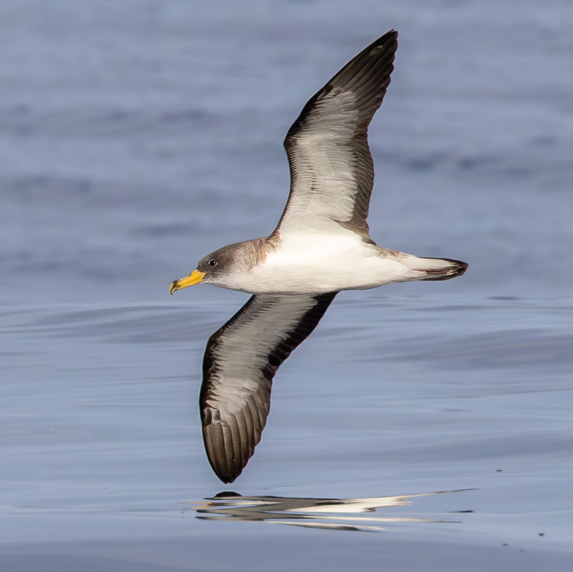 CORY'S SHEARWATER - Scilly pelagic recently