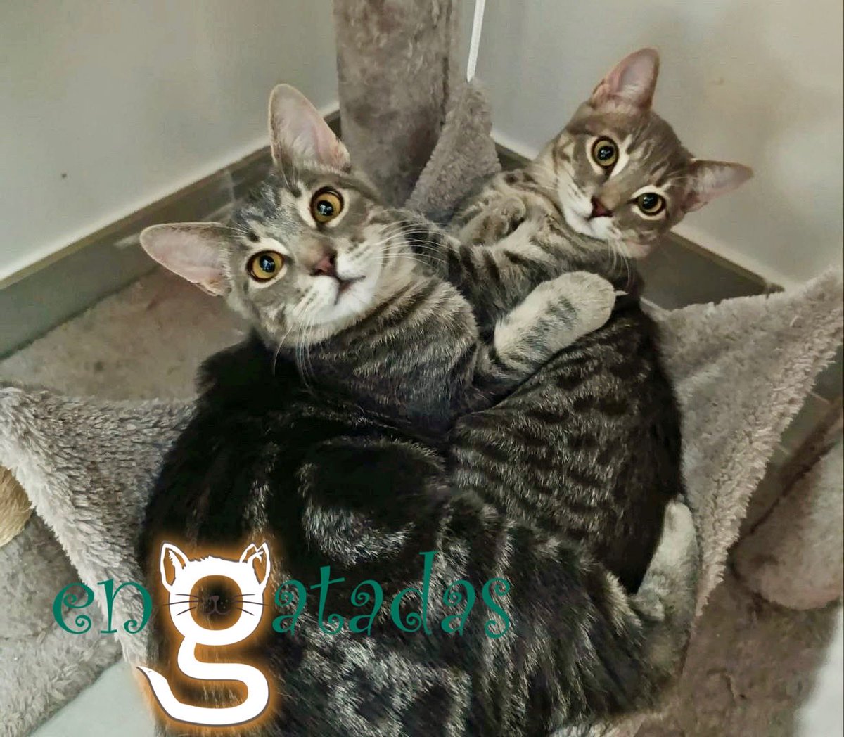 Son aún chiquitines aunque el 1er plano los haga grandotes. 

Son Dorian y Polly, 2 hermanos que podríamos decir siameses porque siempre están pegados ofreciendo una imagen llena de ternura.
¿Nuestra ilusión? ¡Qué no sean separados! 

Escríbenos SIN compromiso si deseas adoptar😜