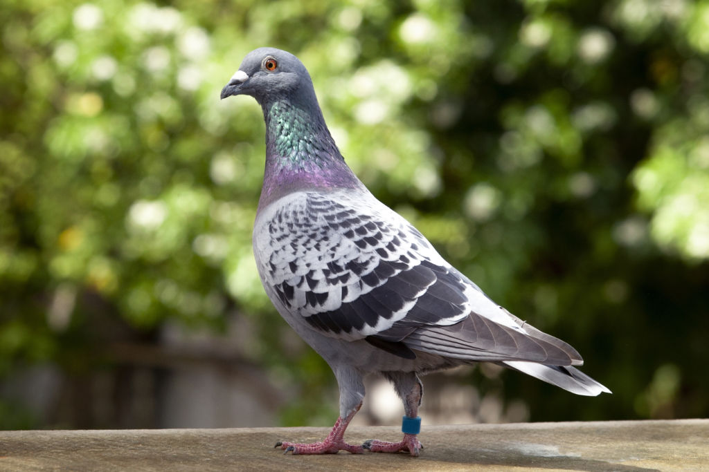 gemsofbabus_'s tweet image. India is a Strange Country tbh!
We have a Dog Lobby, a Pigeon Lobby.
But No Pothole Lobby, No Footpath Lobby, No Food Safety Lobby — the things that actually save lives. 🤦♂️