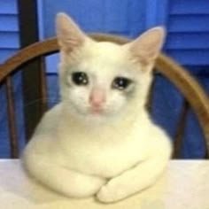 Sad cat meme expressing trust concerns in crypto