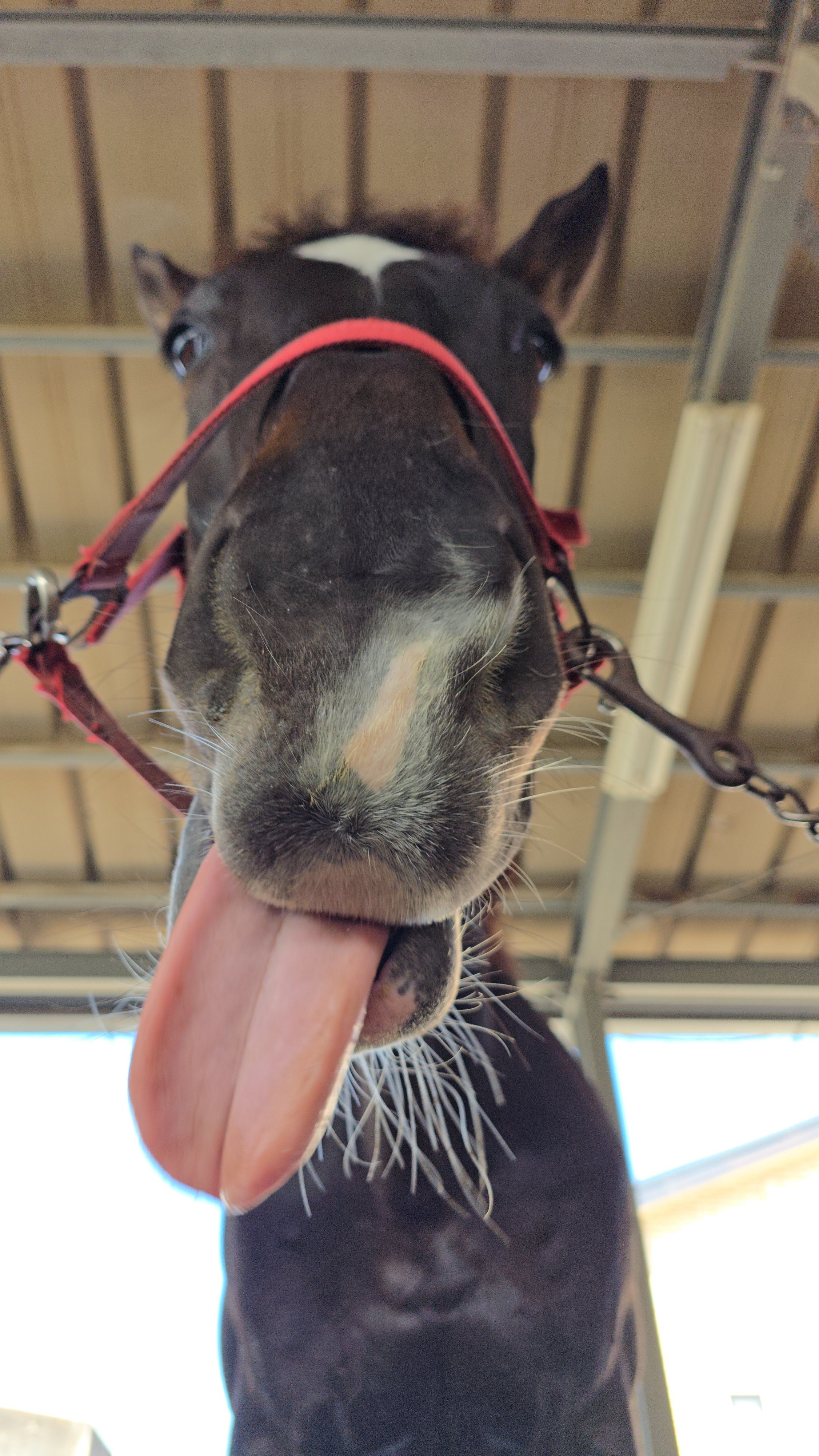 アンド ブロッケン まとめ売り(REIGN Vo. 郁磨在籍) 🐔やなもぐ⛳ on X