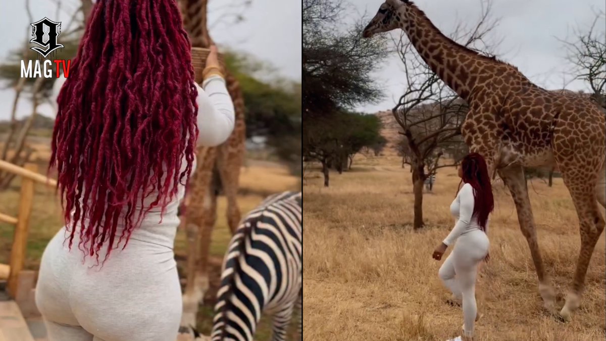 BlackInkChi's tweet image. SEE VIDEO HERE: youtu.be/hRqCLyBXdkQ

Kelis Brings Out The Oats To Feed The Giraffes On Her Farm In Africa! 🦒

#kelis #giraffes #africa