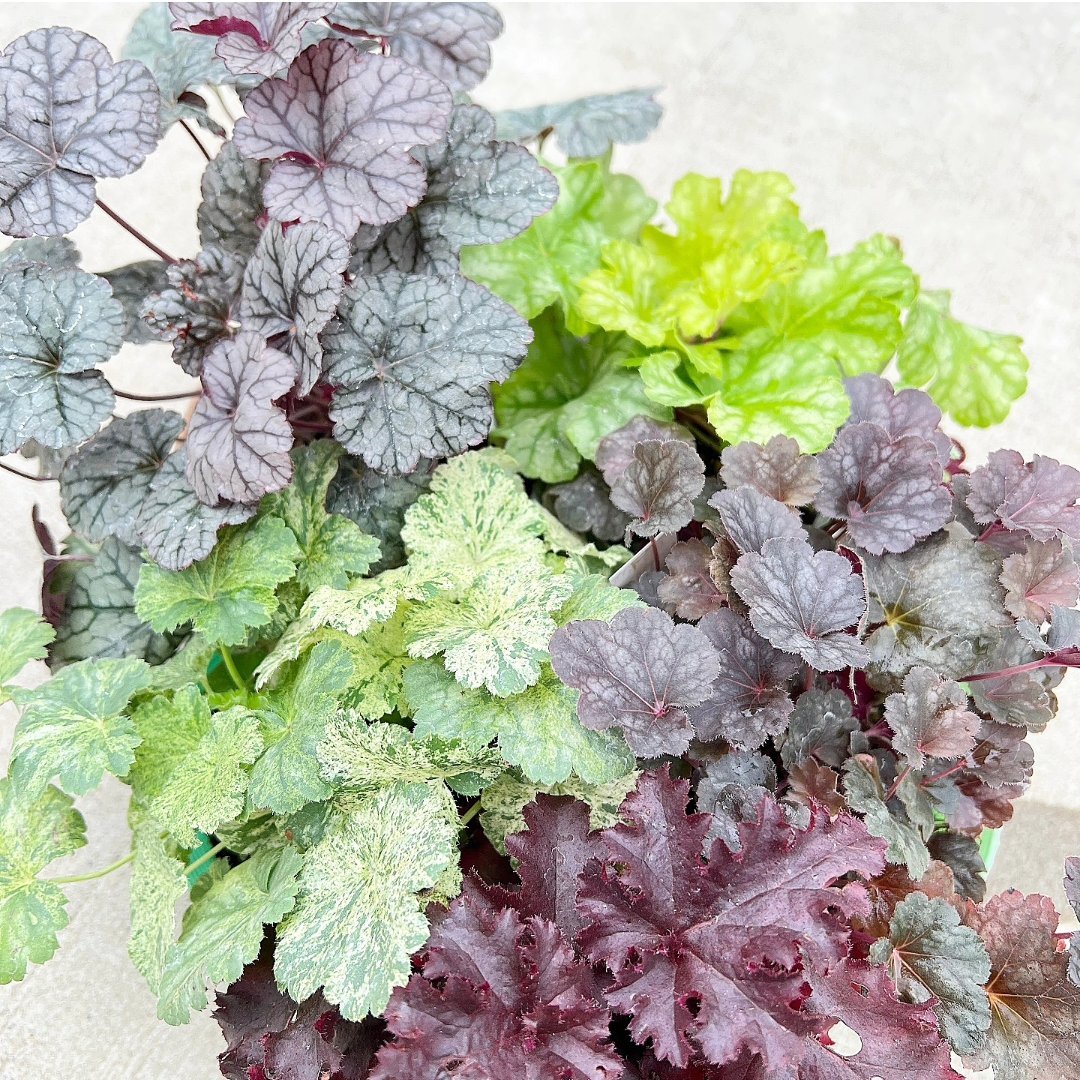 近所に生えてた葉っぱです Tillandsia chiletensis 葉っぱにぶら下がってるのは lanuginosaか