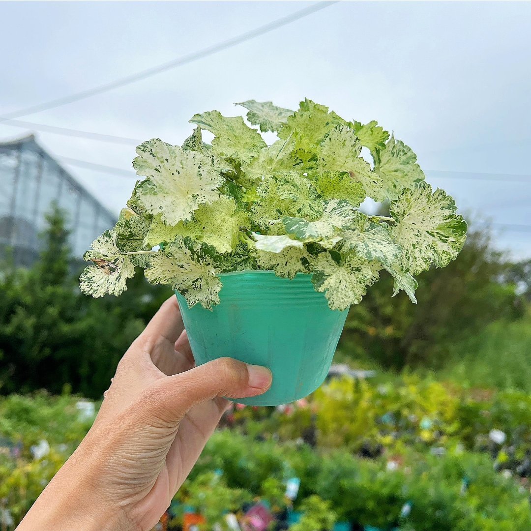 園芸ネット on X