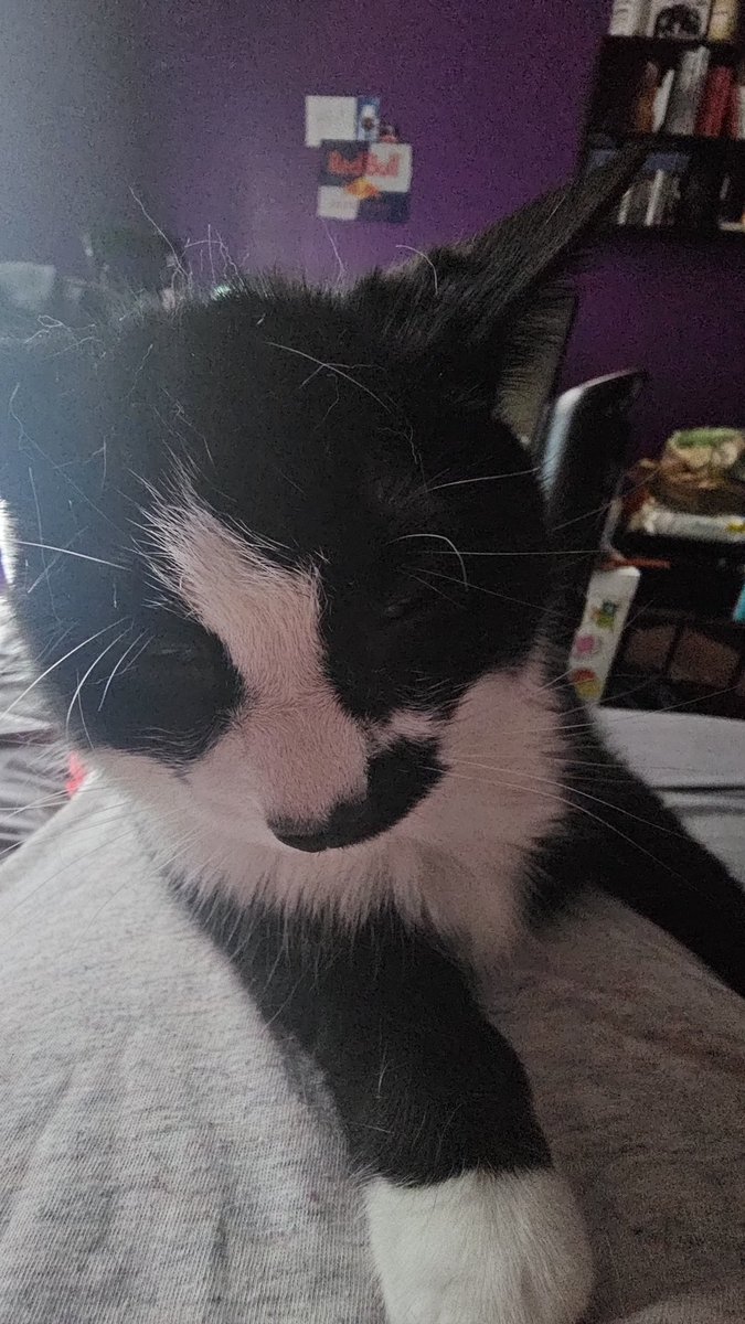 Archie_MH's tweet image. another animal who has decided that I am an appropriate surface to fall asleep on