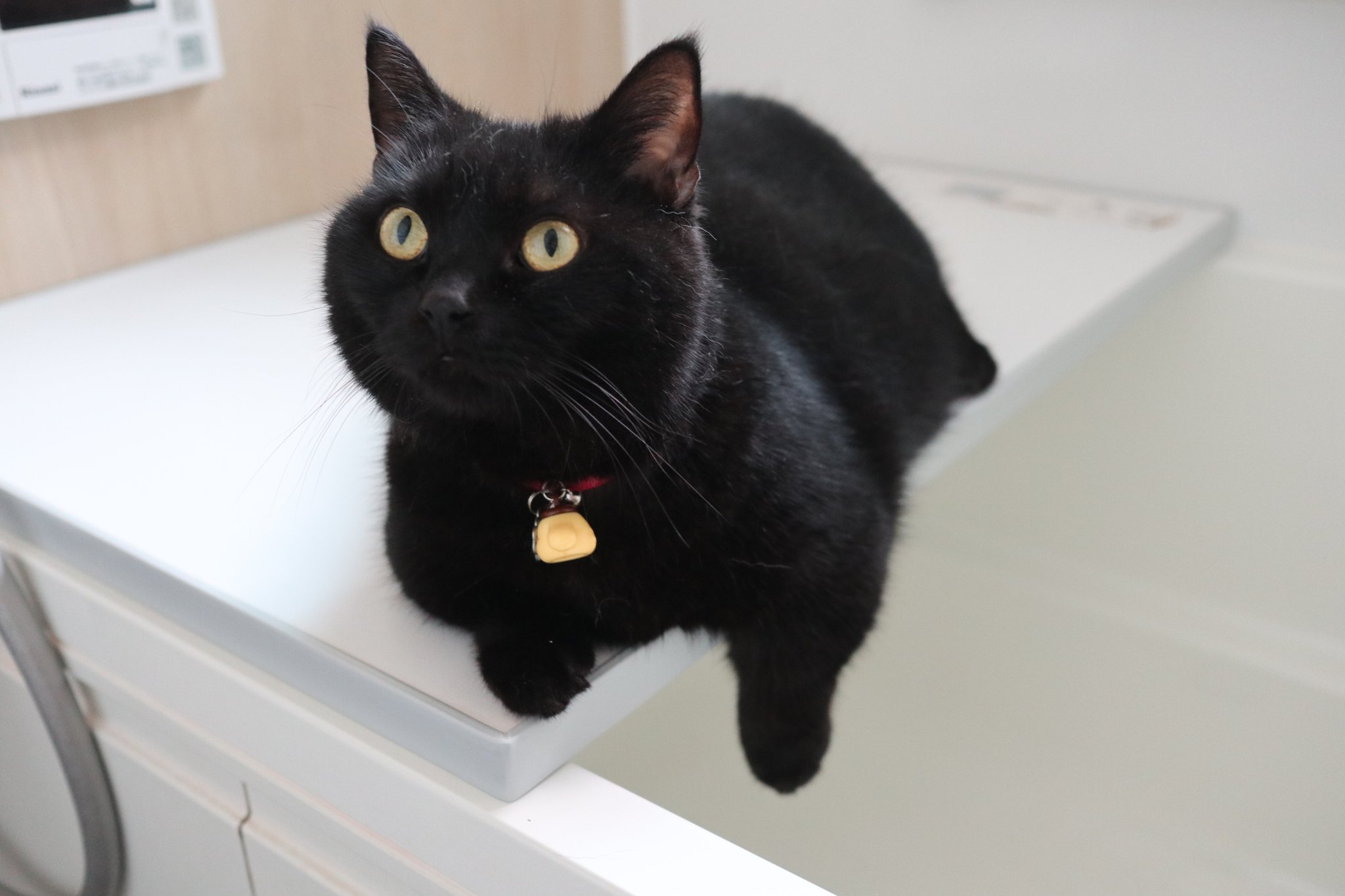 黒猫のわ〜る様 黒猫 (立東舎 乙女の本棚) | エドガー・アラン・ポー, まくら