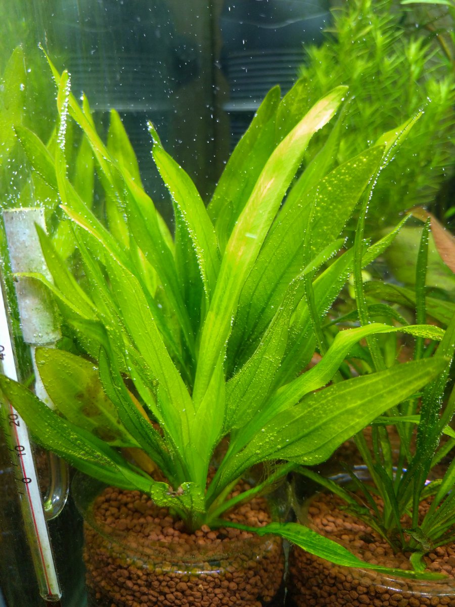 イ*ワ様 ★　エキノドルス　ホレマニー　ヴェルデ　☆ エキノドルス ホレマニー ヴェルデ産 - 熱帯魚・水草 ナチュラ