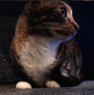 daily patches 😼 tweet media