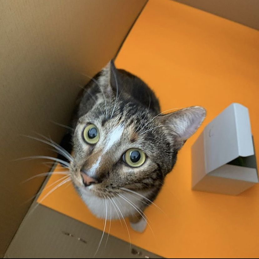 daily patches 😼 tweet media