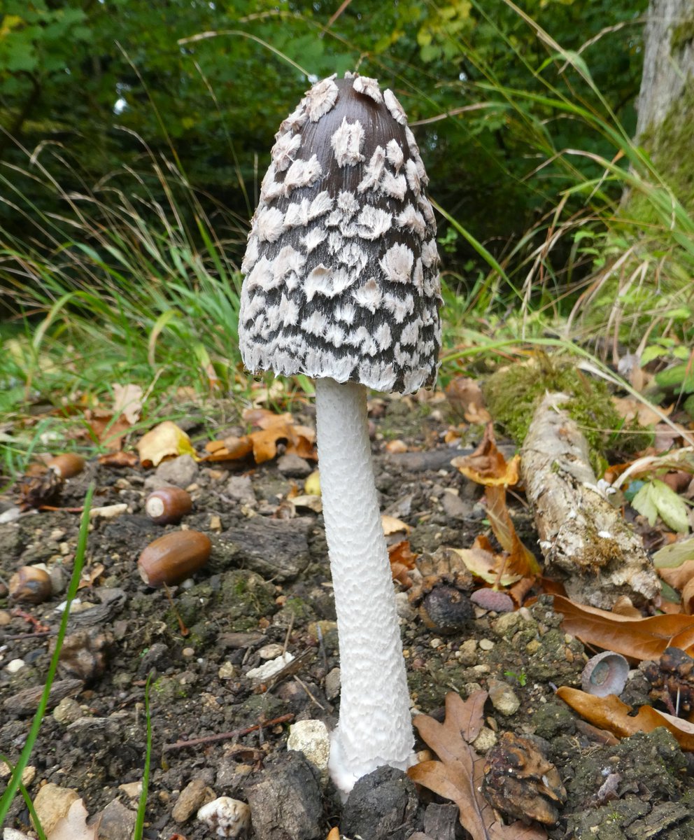 Two for joy! 🖤🐦‍⬛🤍
So delighted by my first sighting of the strikingly beautiful (but poisonous) Magpie fungus 
Like ink caps, it deliquesces into useable ink🤍🖤🤍