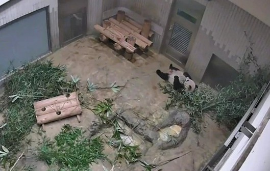 寝食いしながらミルク待ち

※画像 2019年上野動物園LIVE配信より
＃東園時代を振り返る