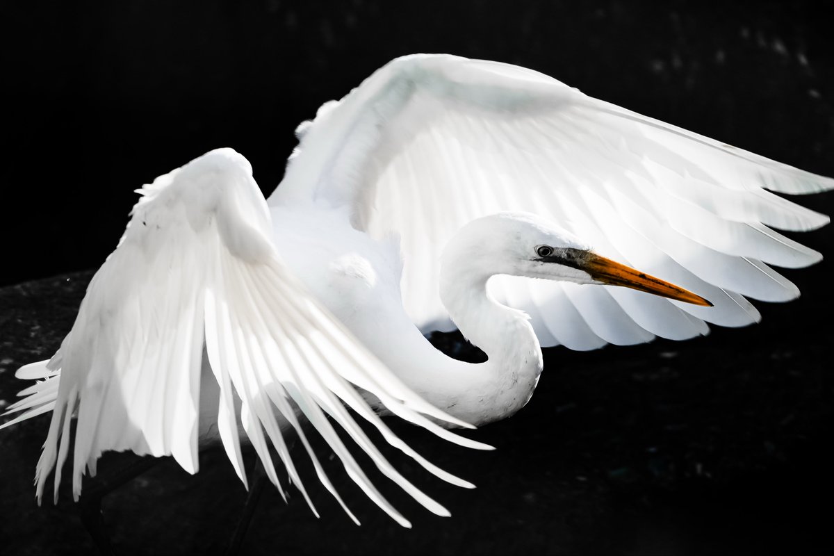 鶴！

違う…ただの華麗なダイサギだった…