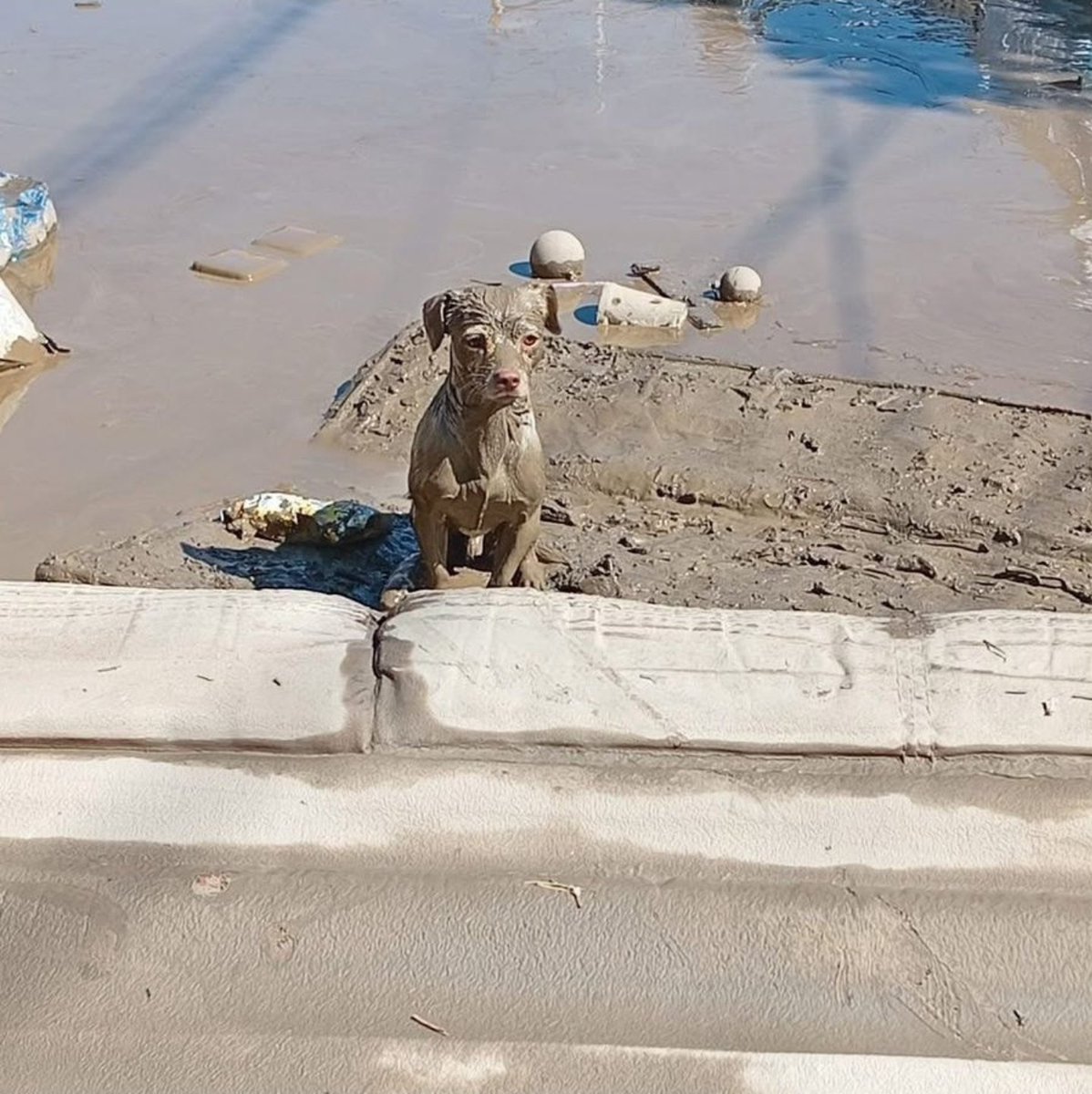 Rebecca Sokol ॐ tweet media