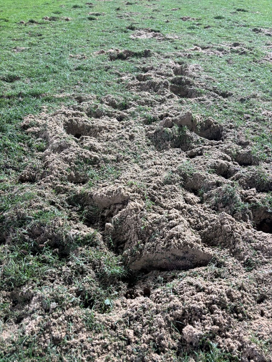 josemanuelpitti's tweet photo. #Patatal 🥔
🏴 No es una excusa, porque no hay nada que justificar: el empate es un buen resultado
🏴 Pero acompaño estas imágenes -del “césped” del Estadio Príncipe Felipe- para fundamentar que es imposible hacer fútbol en estas circunstancias
🏴 Cabe celebrar, esto sí, que hemos superado este “safari” sin lesiones ni lesionados
🏴 Fuimos a jugar al fútbol: no a coger papas
#CacereñoTenerife 💚💙
#LaBregaNosUne 🤼