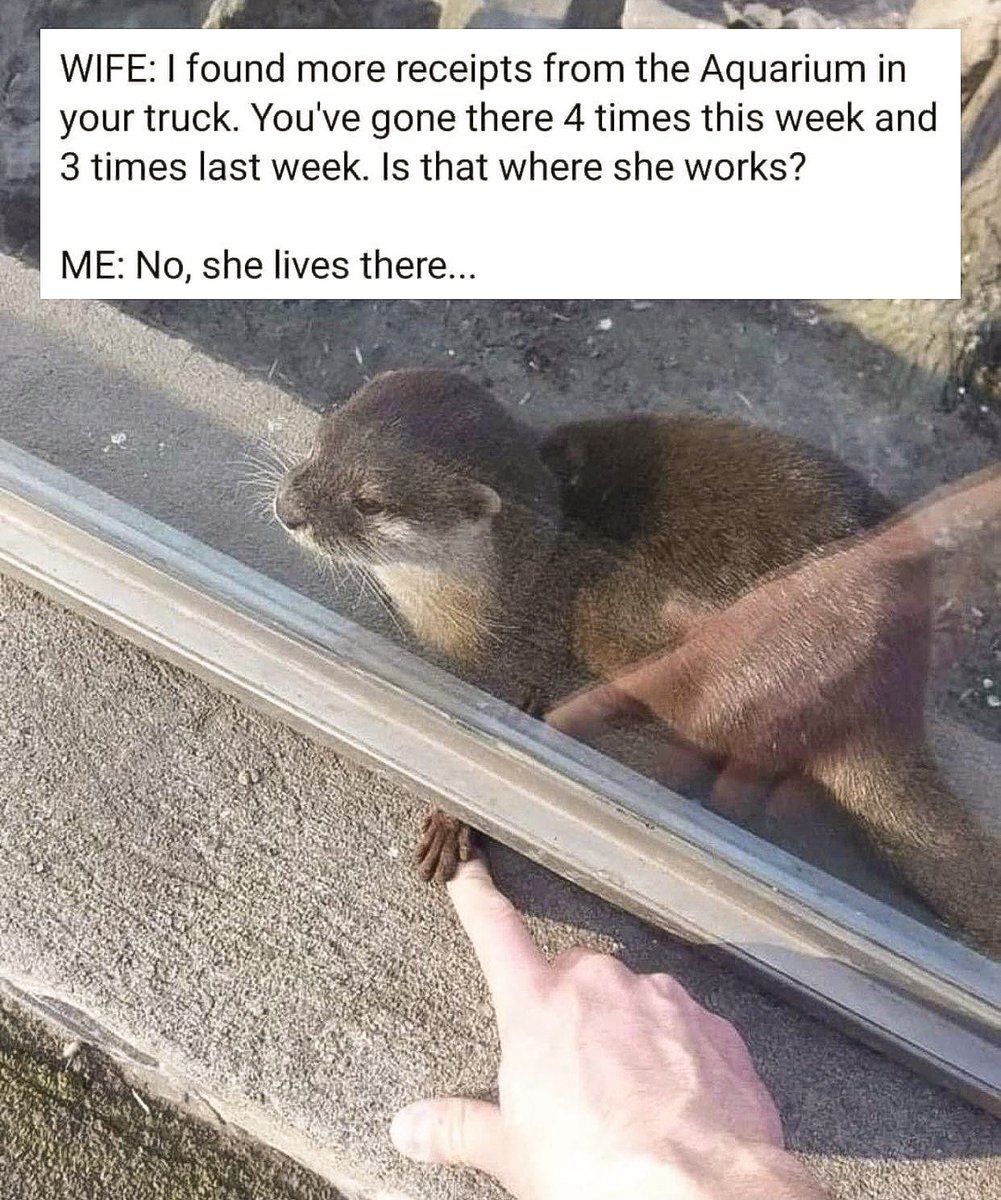 In_Otter_News2's tweet image. 