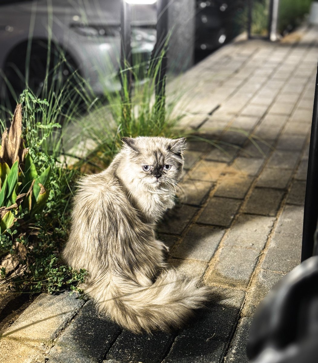 حسن خواجي | Hasan khawaji (@hsn_khawaji) on Twitter photo 