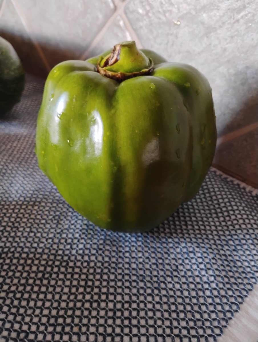 This is our mighty pepper. We had one pepper plant this year. It did not grow much, and this is the only pepper it produced. It's a nice big pretty pepper, no doubt, but if we added in the cost to get this, we would have done much better just going to the grocery store, lol!