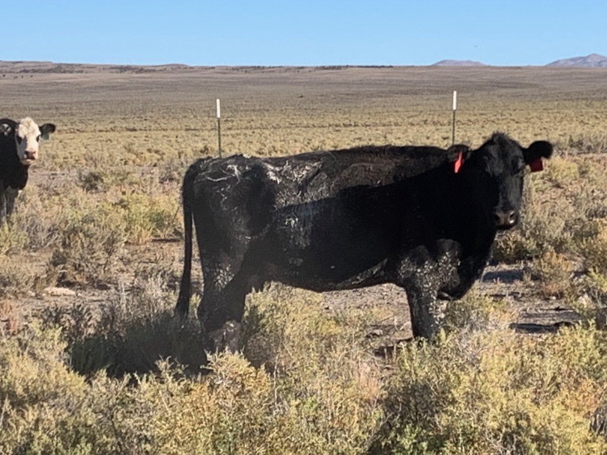 WLDdefense's tweet image. This is isn't just any old mud-splattered cow. It's out on the Winecup Ranch's grazing kingdom north of Wells, NV. Nearly a million acres of BLM and private land are grazed by billionaire welfare rancher Stan Kroenke. wildlandsdefense.org/wp-content/upl…