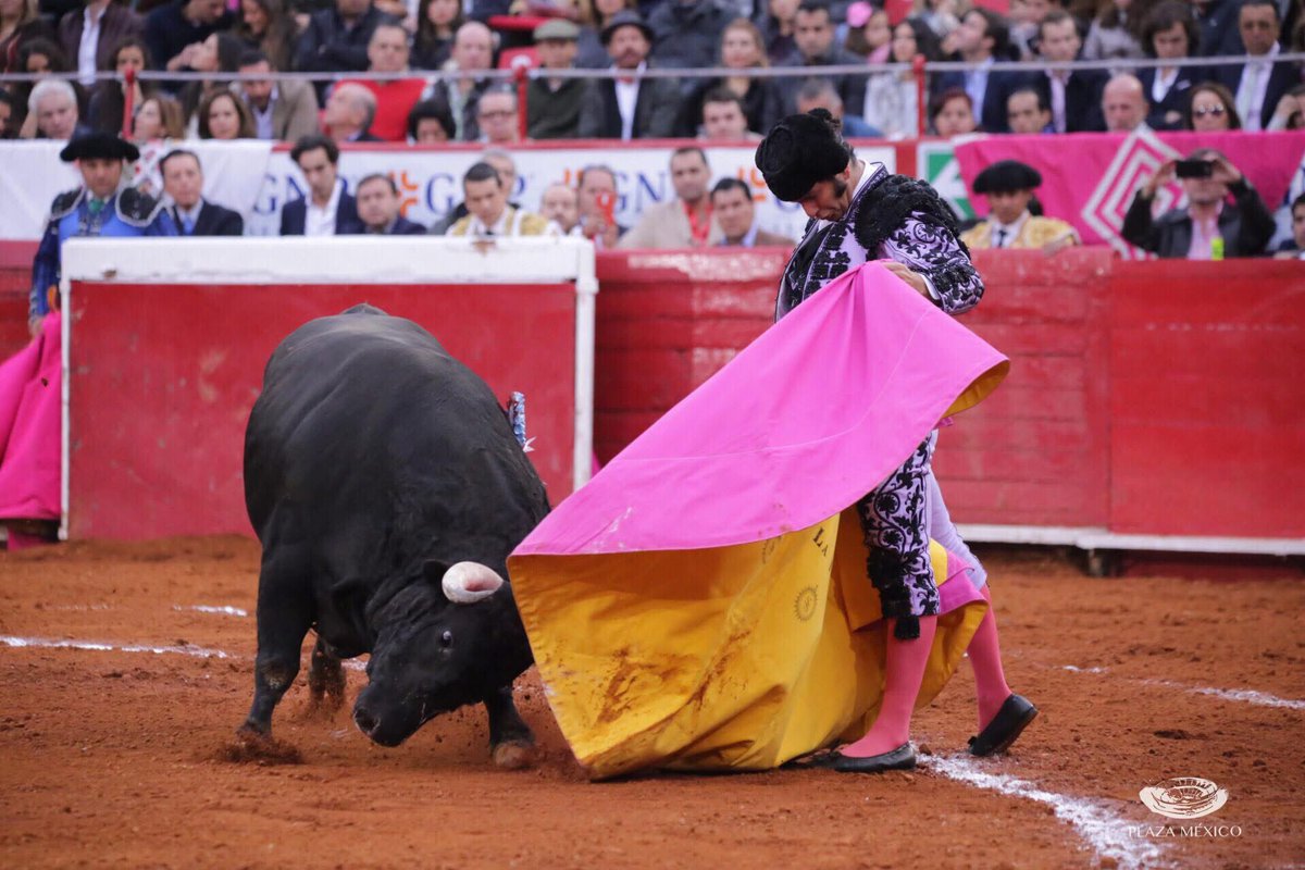 aprendamos_de's tweet photo. José Antonio Morante de la Puebla, partió plaza en la Monumental Plaza de Toros México en 19 ocasiones, donde cortó 13 orejas y salió por la Puerta Grande en 5 ocasiones. 🐂🇲🇽

#Morante #MoranteDeLaPuebla #YoViTorearAMorante #Tauromaquia #MexicoEsTaurino https://t.co/hqei4x59vG