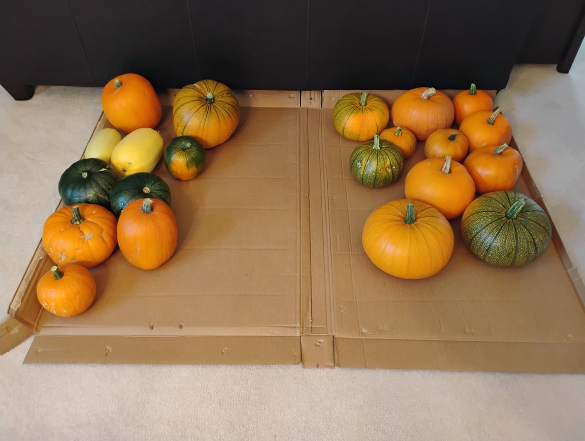 Some will be pancakes, some will be pumpkin butter, some will be pie, some will be bread, and it will all be very yummy!

#pumpkin #yummy #garden #bounty