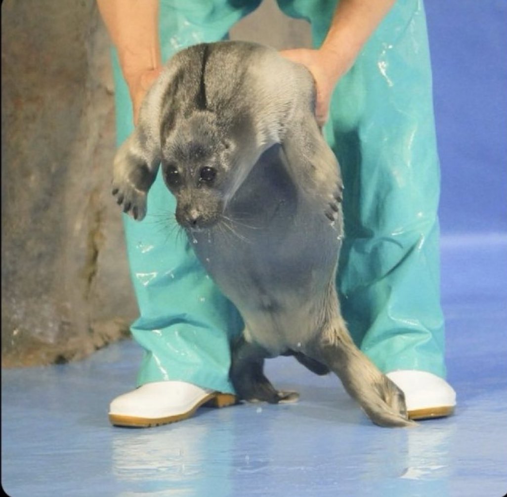 Dont mind me.
Tryna teach my chud son how to walk