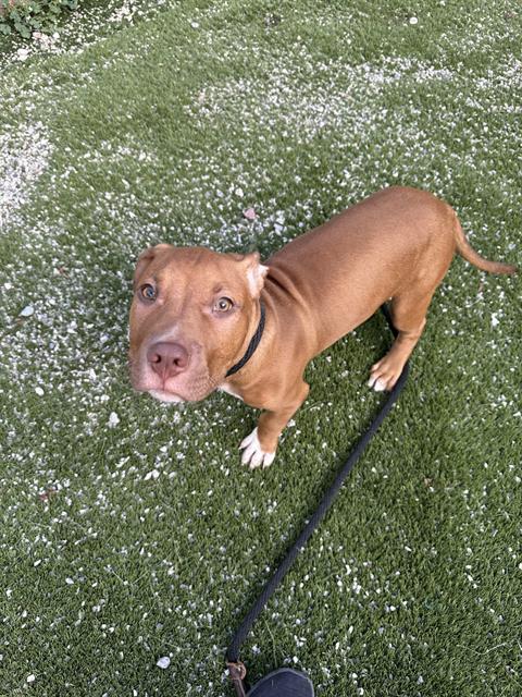 PetfindToronto's tweet image. #BLOOR #DUNDAS  Pls RT2unite #FOUND #DOG- 10-Oct-25 #Toronto Animal Services A1018873 #NORTH 416-338-8723 RED #AMERBULLDOG M/6Mth