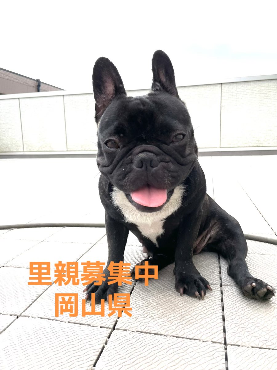 里親募集中‼️
ナミちゃん🐾
いつも隣に来てくれますよ🐶

#里親募集中#岡山県#フレンチブルドッグ#犬#殺処分ゼロ#保護犬